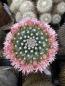 Preview: Mammillaria saffordii